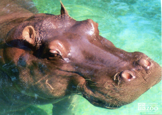 Hippo, Blackie  Upclose 5