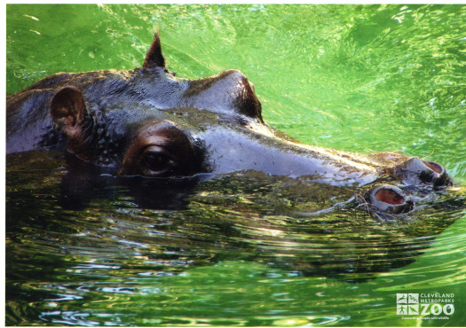 Hippo, Blackie  Upclose 6