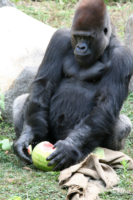 Gorilla Discovering Melon 3