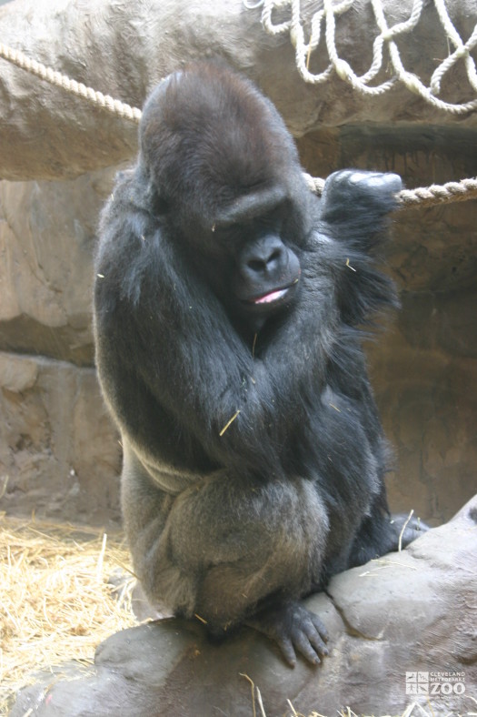 Gorilla in Exhibit