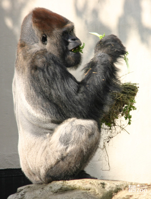 Bebac Eating Greens