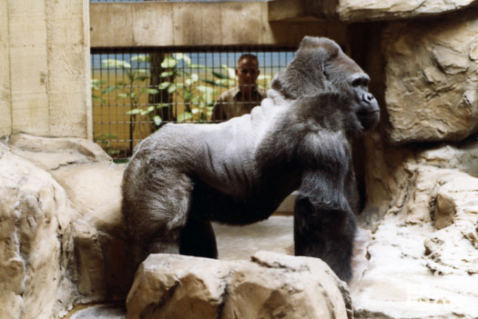 Gorilla - Timmy