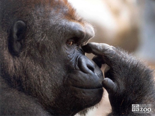 Gorilla Leans on Hand