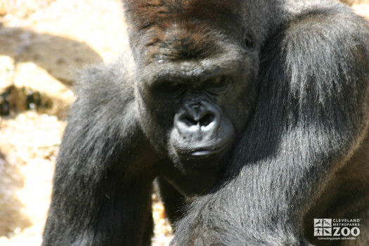 Gorilla Looking Ahead 2