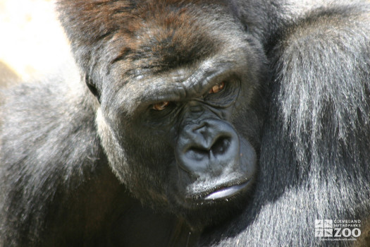 Gorilla Close Up