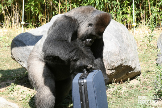 Gorilla With Suitcase