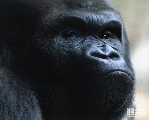 Gorilla Close Up 2