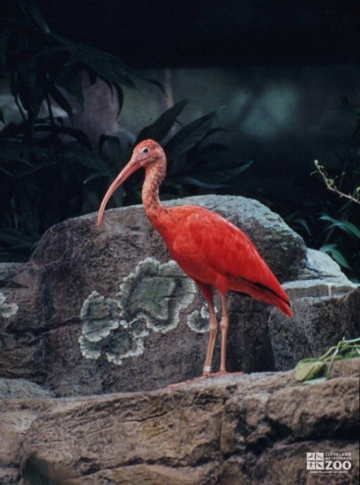 Scarlet Ibis