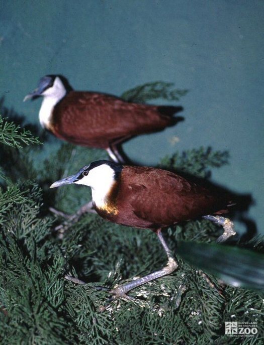 Wattled Jacana Pair