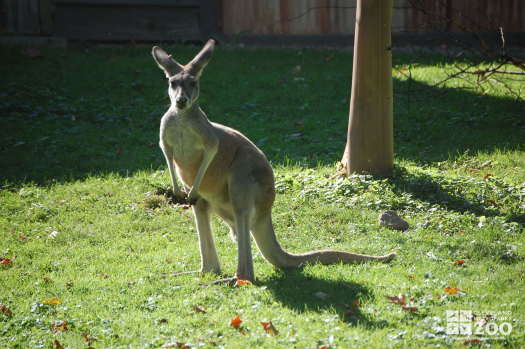 Red Kangaroo