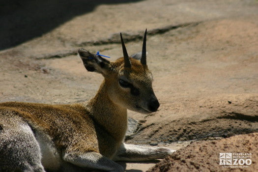 Klipspringer Lying Down