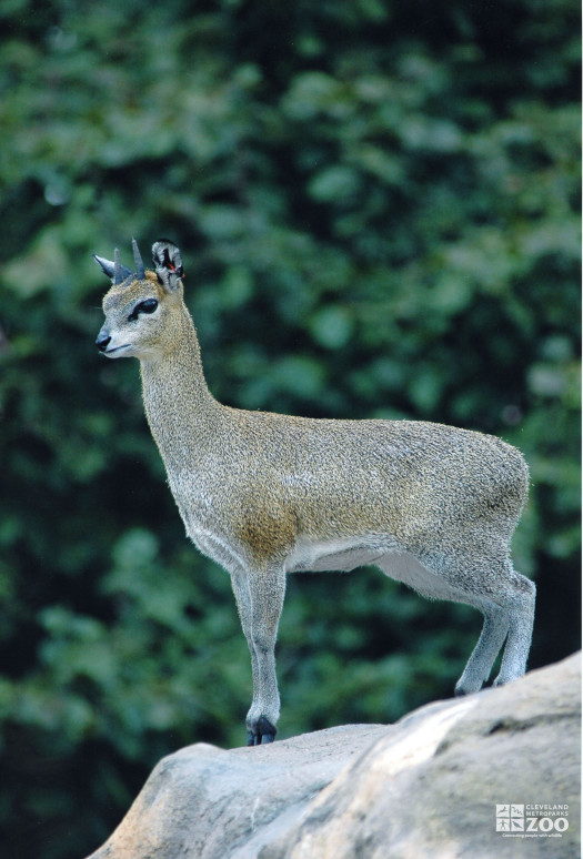 Klipspringer on Monkey Island 5