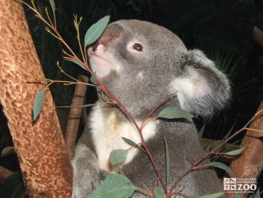 Koala in Tree