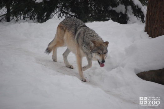 Mexican Grey Wolf Walking in Snow
