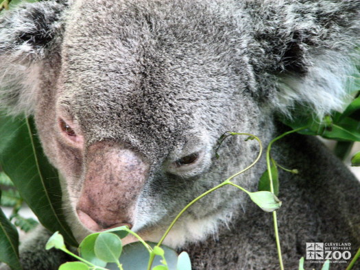 Koala from Above