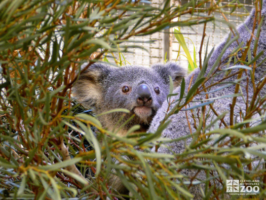 Peek-a-Boo Koala