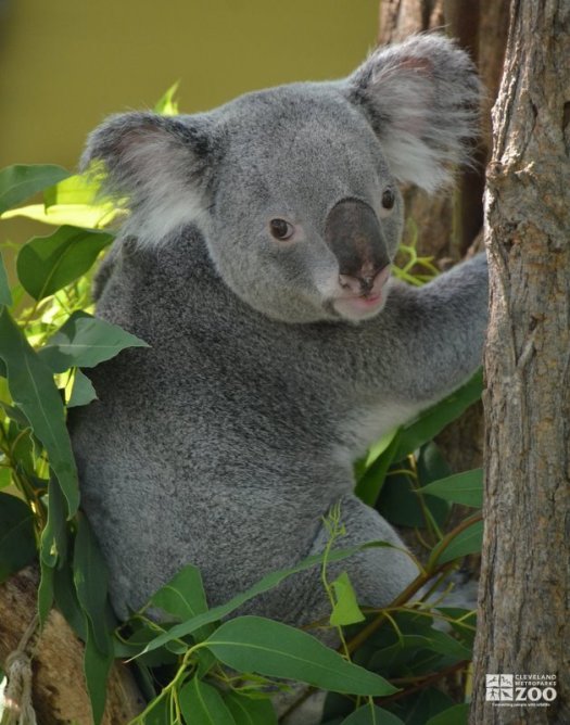 Koala Tree Hugging