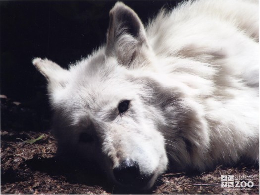 Mexican Grey Wolf Lying Down 