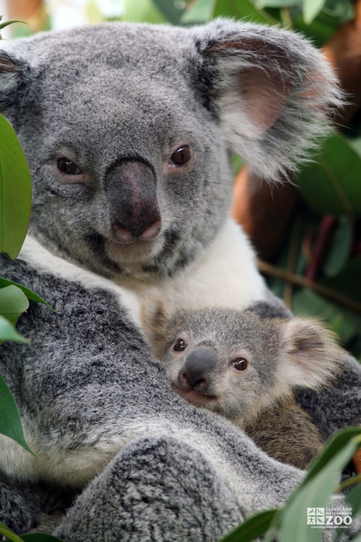 Koala Mama and Joey