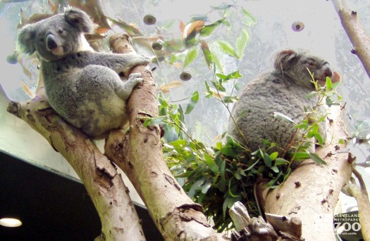 Koalas Two in Tree