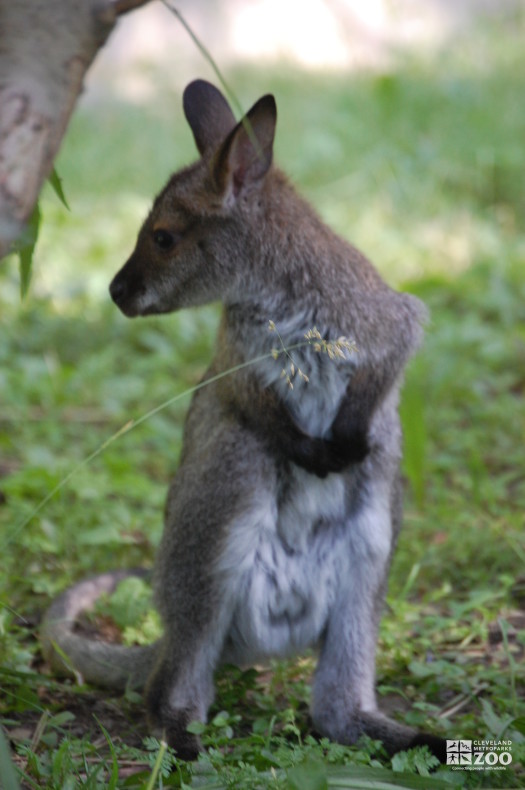 Bennett's Wallaby Standing Looking to Side