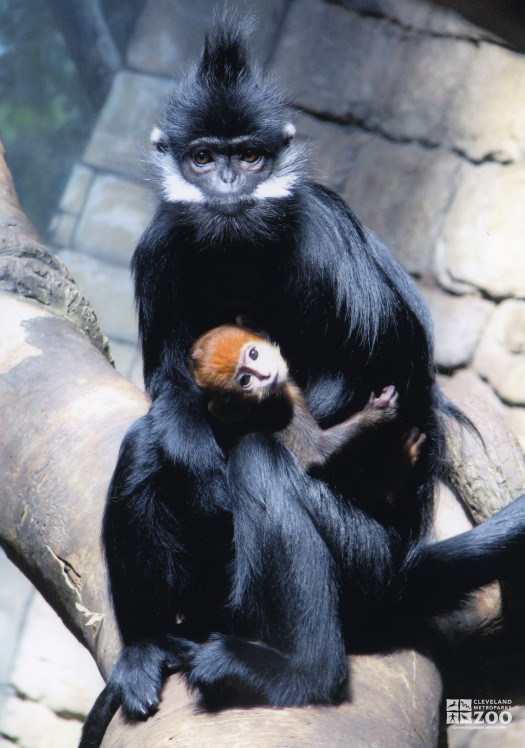 Francois Langur with Baby (3)