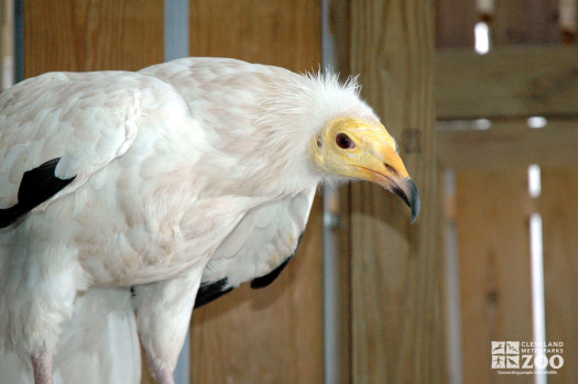 Egyptian Vulture