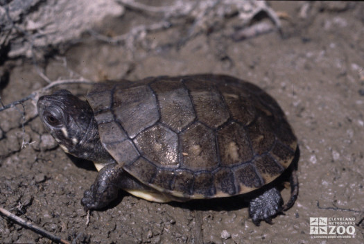 Blanding's Turtle Hatchling