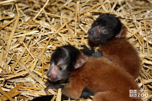 Red Ruffed Lemurs on Straw