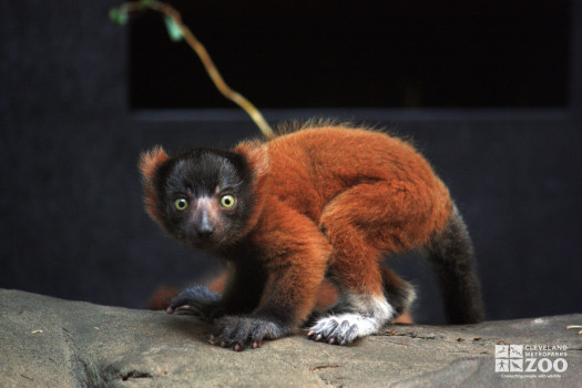 Red Ruffed Lemur 