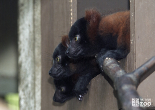 Red Ruffed Lemurs Three in a Window