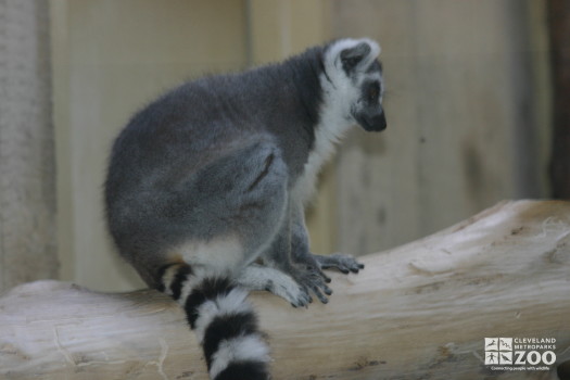 Ring Tailed Lemur