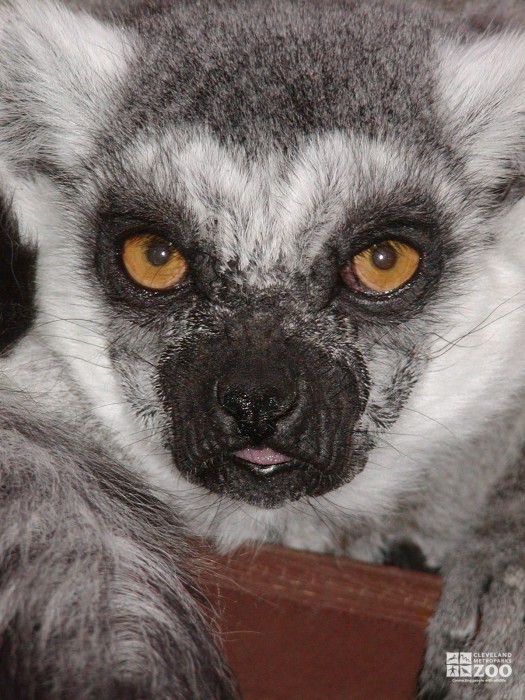 Ring Tailed Lemur Face Up Close