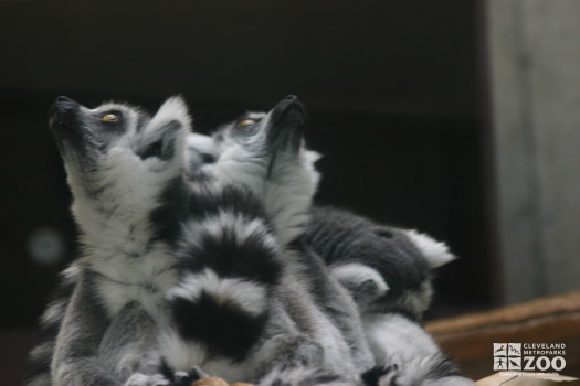 Ring Tailed Lemurs Looking Up