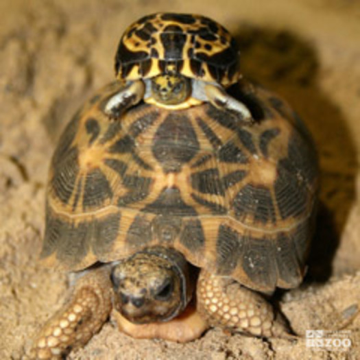 Madagascan Spider Tortoise