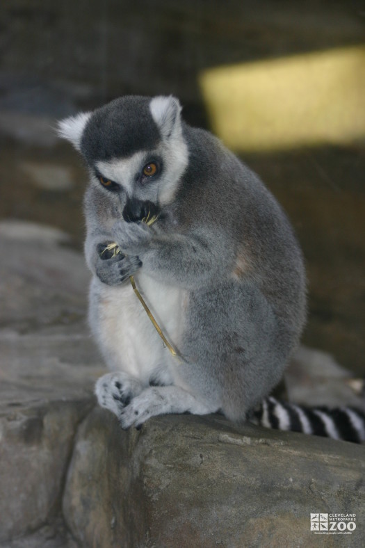 Ring Tailed Lemur Seated