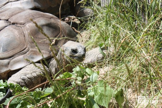 Aldabra Tortoises in Sand 2