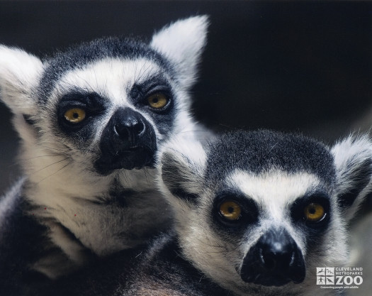 Ring Tailed Lemurs Two Close Up