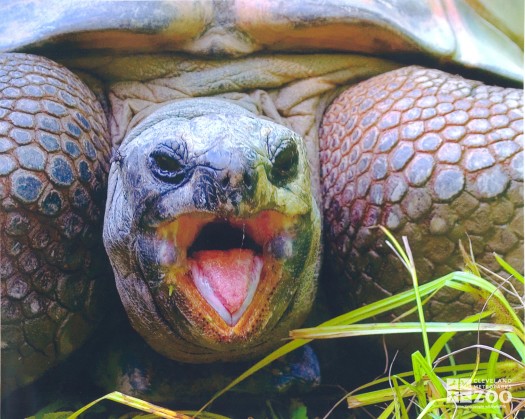 Aldabra Tortoise Open Mouth