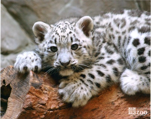 Snow Leopard Cub