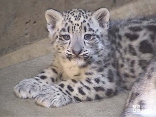 Snow Leopard Cub 2