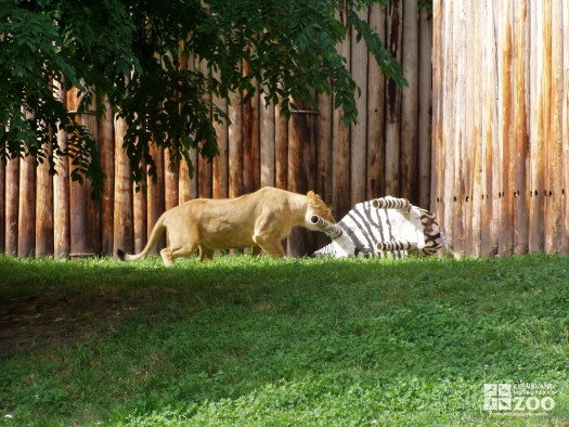 Lion and Paper Mache Zebra 2