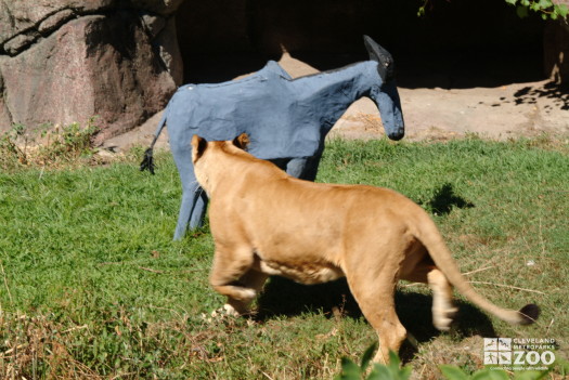 Lioness Circles Paper Mache Gazelle