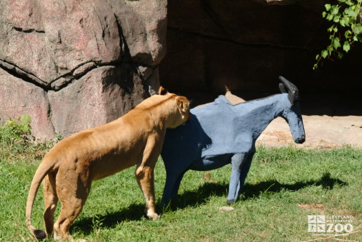 Lioness Grabs Paper Mache Gazelle