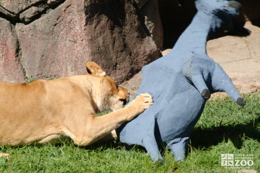 Lioness Pulls Down Paper Mache Gazelle