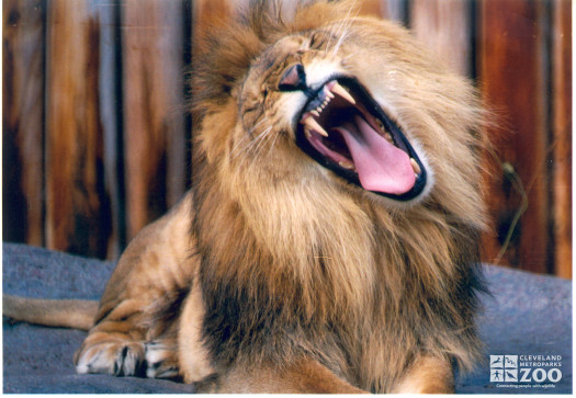 Lion Roars