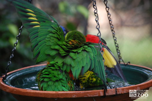 Rainbow Lorikeet in bird bath