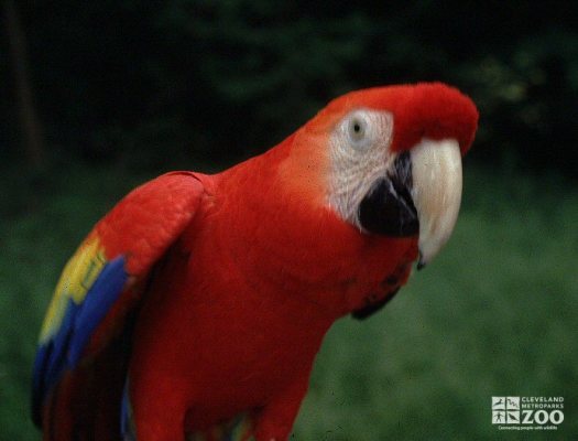 Scarlet Macaw Looks Ahead