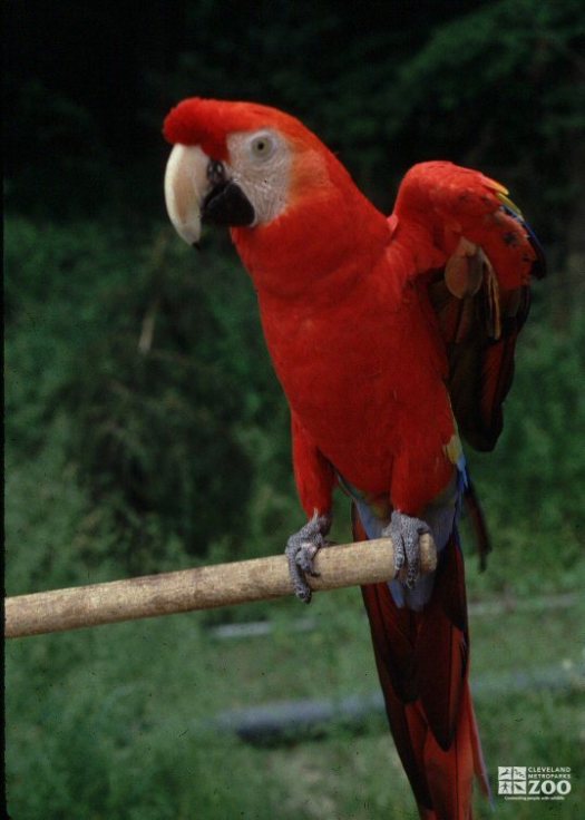 Scarlet Macaw on Perch