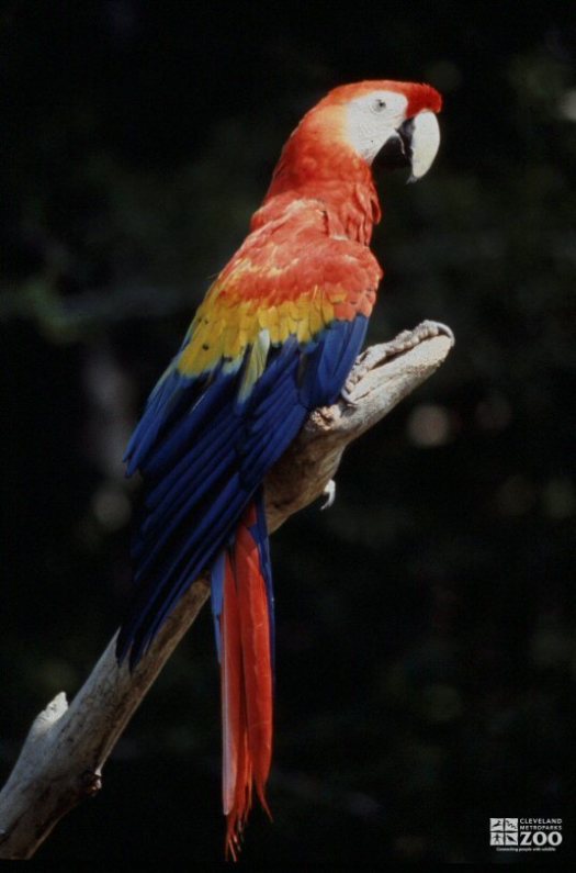 Scarlet Macaw Looks Right